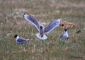 Larus pipixcan